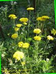 Садовыя Кветкі Крываўнік (Achillea) фота; жоўты