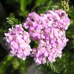 Garden Flowers Yarrow, Milfoil, Staunchweed, Sanguinary, Thousandleaf, Soldier's Woundwort (Achillea) Photo; pink