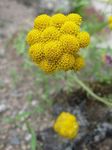 Garden Flowers Yellow Ageratum, Golden Ageratum, African Daisy (Lonas annua) Photo; yellow