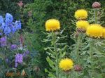 Hardhead Amarelo, Cabeçuda Knapweed, Knapweed Gigante, Basketflower Arménio, Knapweed Limão Fluff