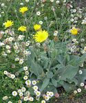 Gul Hawkweed, Ræv Og Unger, Orange Hawkweed, Djævelens Pensel, Grim-The-Collier, Red Daisy