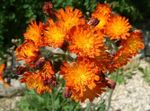 Giallo Hawkweed, Volpe E Cuccioli, Hawkweed Arancione, Pennello Del Diavolo, Torvo-The-Collier, Margherita Rossa foto e caratteristiche