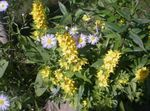 Dārza Ziedi Dzeltens Loosestrife (Lysimachia punctata) Foto; dzeltens