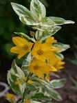 Garden Flowers Yellow Loosestrife (Lysimachia punctata) Photo; yellow