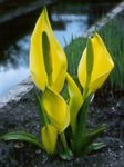 I fiori da giardino Giallo Skunk Cavolo (Lysichiton) foto; giallo