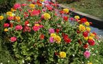 Garden Flowers Zinnia  Photo; yellow