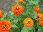 Garden Flowers Zinnia  Photo; orange