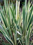 Ornamental Plants Adam's Needle, Spoonleaf Yucca, Needle-Palm leafy ornamentals (Yucca filamentosa) Photo; multicolor