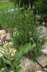 Ornamental Plants Agropyron, Wheat Grass cereals  Photo; green