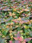 Ornamental Plants Alternanthera leafy ornamentals  Photo; multicolor