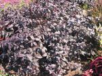 Ornamental Plants Alternanthera leafy ornamentals  Photo; burgundy,claret