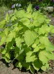 Anise Hyssop, Licorice Mint