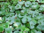 Ornamental Plants Asarabacca, European Wild Ginger leafy ornamentals (Asarum) Photo; green