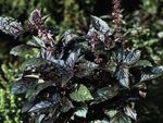 Ornamental Plants Basil leafy ornamentals (Ocimum basilicum) Photo; dark green