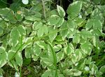Ornamental Plants Bishop's Weed, Goutweed, Ground Elder leafy ornamentals (Aegopodium podagraria) Photo; multicolor