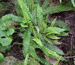 Ornamental Plants Blechnum ferns  Photo; green