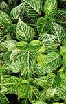 Ornamental Plants Bloodleaf, Chicken Gizzard leafy ornamentals (Iresine) Photo; green