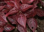 Ornamental Plants Bloodleaf, Chicken Gizzard leafy ornamentals (Iresine) Photo; burgundy,claret
