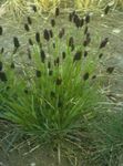 Ornamental Plants Blue Moor-grass cereals (Sesleria) Photo; green