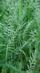 Ornamental Plants Bottlebrush Grass cereals (Hystrix patula) Photo; green