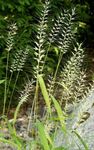Ornamental Plants Bottlebrush Grass cereals (Hystrix patula) Photo; light green