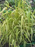Ornamental Plants Bowles Golden Grass, Golden Millet Grass, Golden Wood Millet cereals (Milium effusum) Photo; yellow