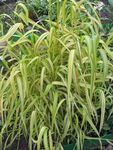 Bowles Golden Grass, Golden Millet Grass, Golden Wood Millet Photo and characteristics