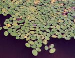 Ornamental Plants Brasenia, Water Shield aquatic plants  Photo; light green