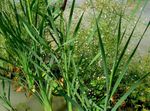 Ornamental Plants Broadleaf Cattail, Bulrush, Cossack Asparagus, Flags, Reed Mace, Dwarf Cattail, Graceful Cattail aquatic plants (Typha) Photo; green