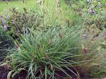 Ornamental Plants Carex, Sedge cereals  Photo; green