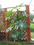 Castor Bean, Caster Oil Plant, Mole Bean, Higuera Infernal leafy ornamentals (Ricinus) Photo; green