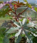 Castor Bean, Caster Oil Plant, Mole Bean, Higuera Infernal leafy ornamentals (Ricinus) Photo; burgundy,claret