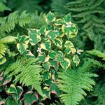 Chameleon plant leafy ornamentals (Houttuynia) Photo; multicolor