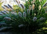 Ornamental Plants Chinese fountain grass, Pennisetum cereals  Photo; green