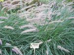 Ornamental Plants Chinese fountain grass, Pennisetum cereals  Photo; green