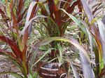 Ornamental Plants Chinese fountain grass, Pennisetum cereals  Photo; burgundy,claret