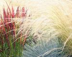 Ornamental Plants Cogon Grass, Satintail, Japanese Blood Grass cereals (Imperata cylindrica) Photo; red