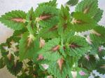 Ornamental Plants Coleus, Flame Nettle, Painted Nettle leafy ornamentals  Photo; green