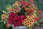 Ornamental Plants Coleus, Flame Nettle, Painted Nettle leafy ornamentals  Photo; multicolor