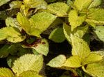 Coleus, Flame Nettle, Painted Nettle Photo and characteristics