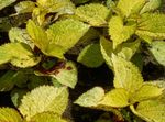 Ornamental Plants Coleus, Flame Nettle, Painted Nettle leafy ornamentals  Photo; yellow