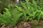 Ornamental Plants Common polypody, Rock Polypody ferns (Polypodium) Photo; green