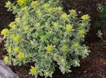 Декоративни растения Възглавница Млечка декоративни листни (Euphorbia polychroma) снимка; жълт