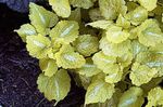Ornamental Plants Dead nettle, Spotted Dead Nettle leafy ornamentals (Lamium-maculatum) Photo; yellow