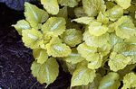 Dead nettle, Spotted Dead Nettle 