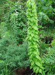 Ornamental Plants Dioscorea caucasica leafy ornamentals  Photo; green