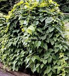 Ornamental Plants Dioscorea caucasica leafy ornamentals  Photo; dark green