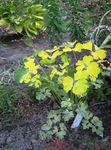 Ornamental Plants Double Columbine leafy ornamentals (Aquilegia-x-hybrida) Photo; yellow
