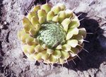 Ornamental Plants Dunce's Caps leafy ornamentals (Orostachys) Photo; yellow