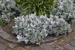 Ornamental Plants Dusty Miller, Silver Ragwort leafy ornamentals (Cineraria-maritima) Photo; silvery
